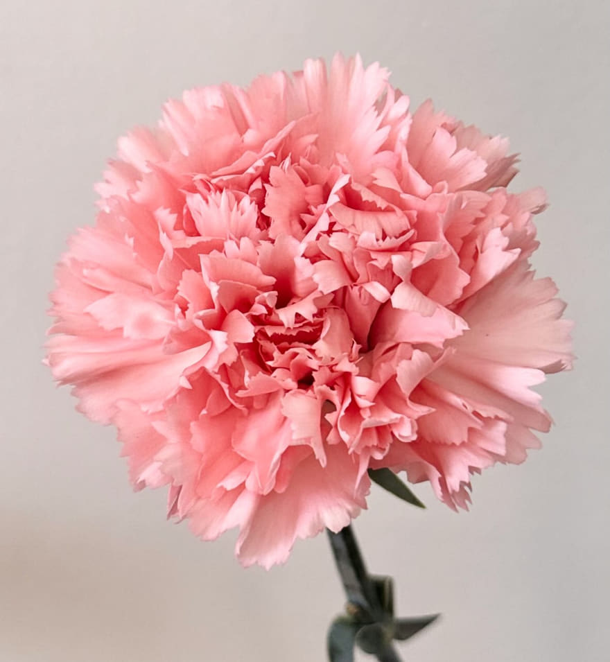 A soft pink carnation with frilled petals on a grey-green stem