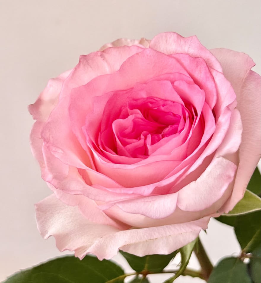 A two-toned pink China rose in full bloom with dark green leaves