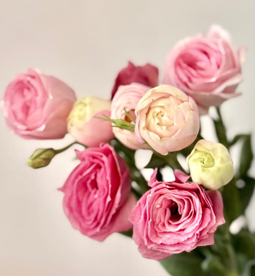 A spray of pink and cream lisianthus blooms with green buds